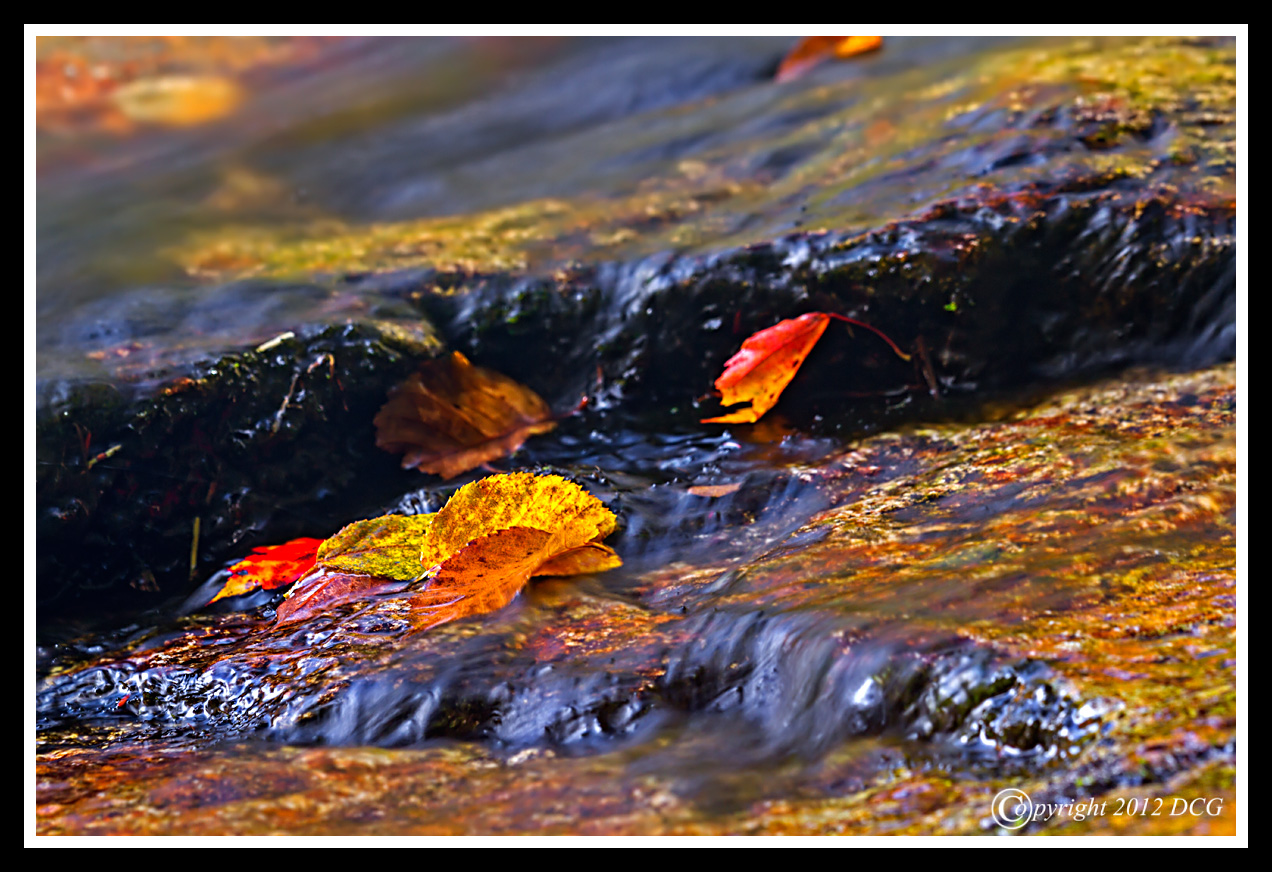 Autumn-Leaves-10-02-01cr-X2.jpg