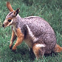 wallabee.gif