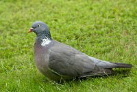 wood-pigeon-2.jpg