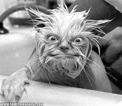 cat_bath.JPG