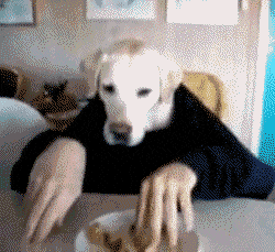 giphy.gif