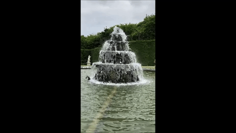 giphy.gif