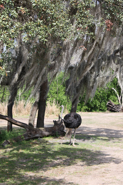 1211043571_ErLz3-L.jpg