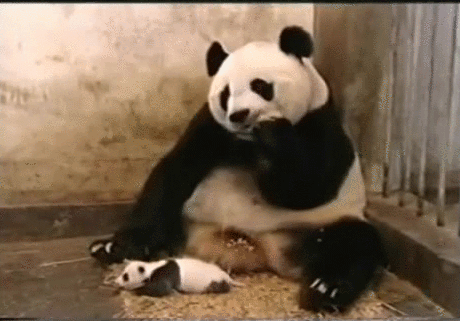 2ILa.gif