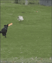 200w.gif