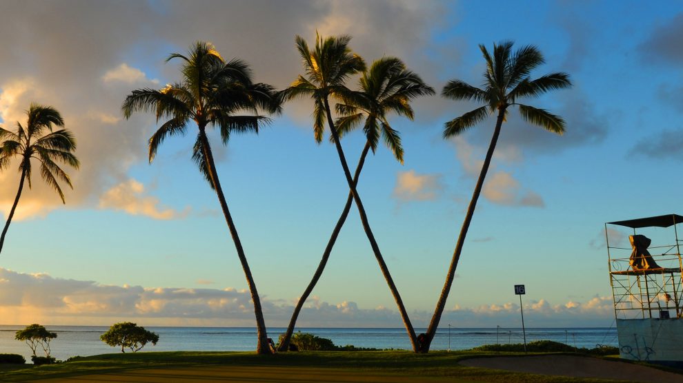 waialae-country-club-palm-tree-w-990x556.jpg