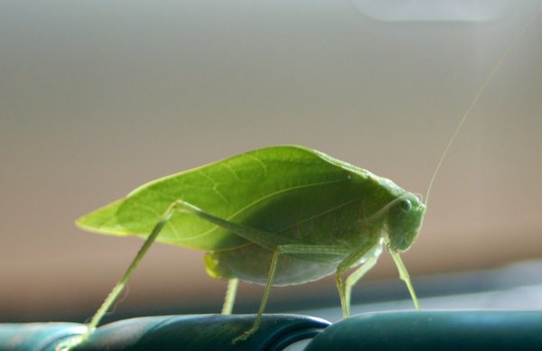 leaf1t.jpg