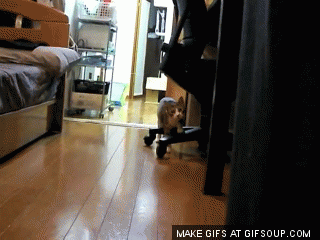 giphy.gif
