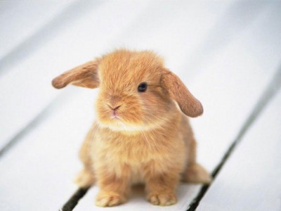 funny-baby-animals-screensaver.jpg