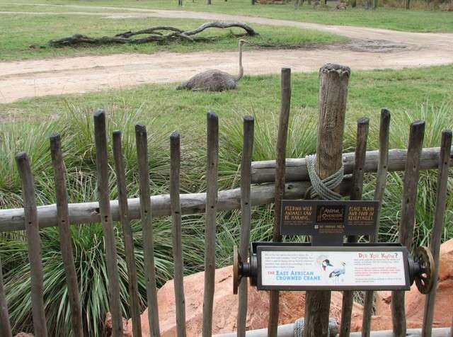 animalkingdomlodge065.jpg