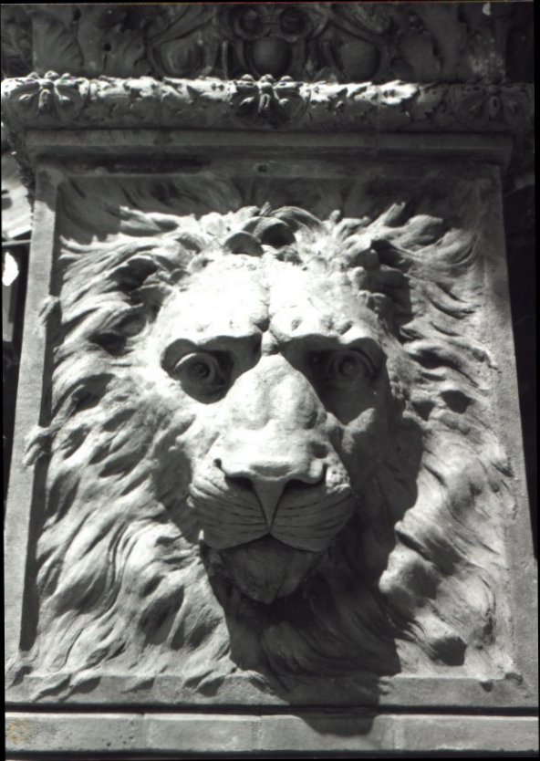 lion1.jpg