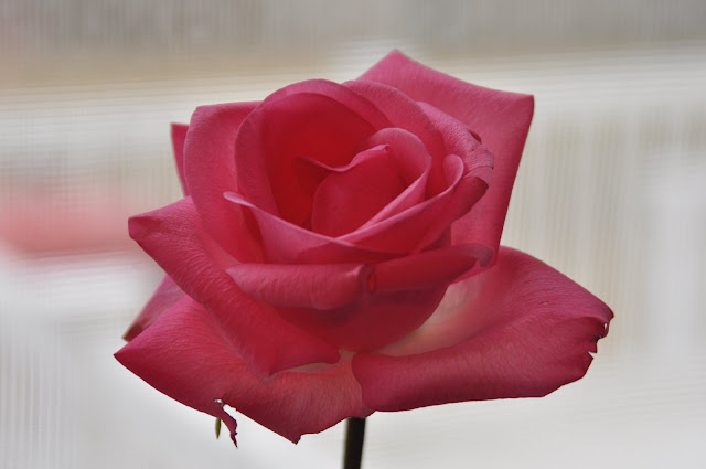 DSC_0247.JPG