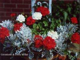 geraniums.jpg