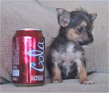 Chorkie8WeekOld1PoundPuppy3.JPG