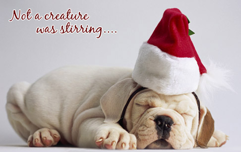 ChristmasPuppy.jpg