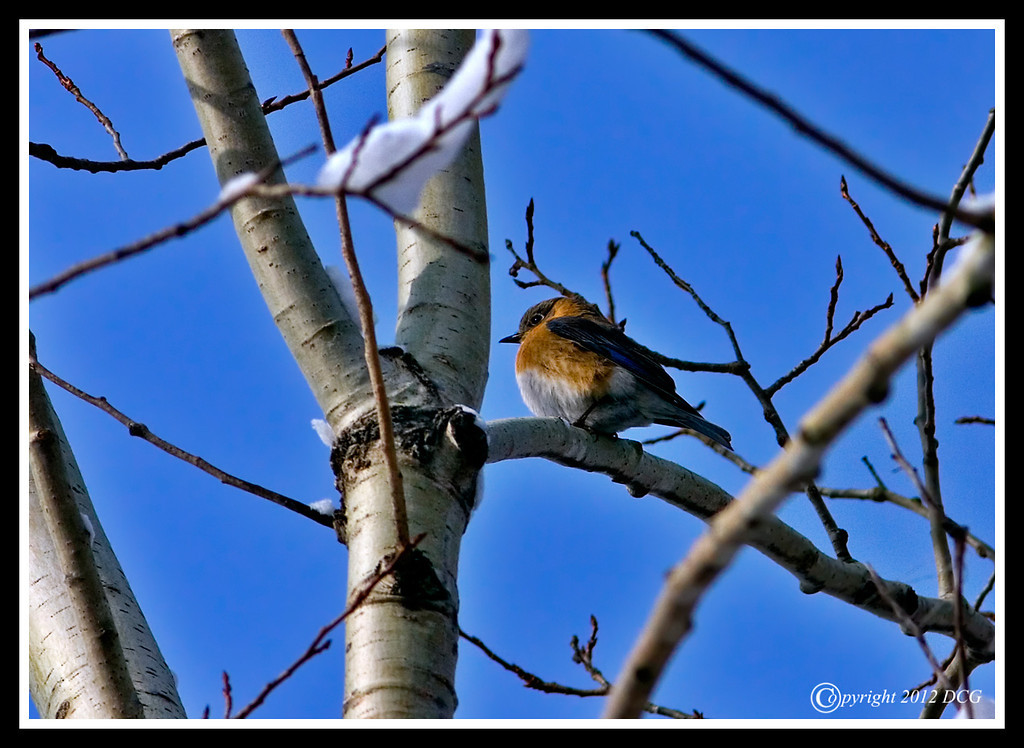 Bluebird-03-10-01bcr-XL.jpg