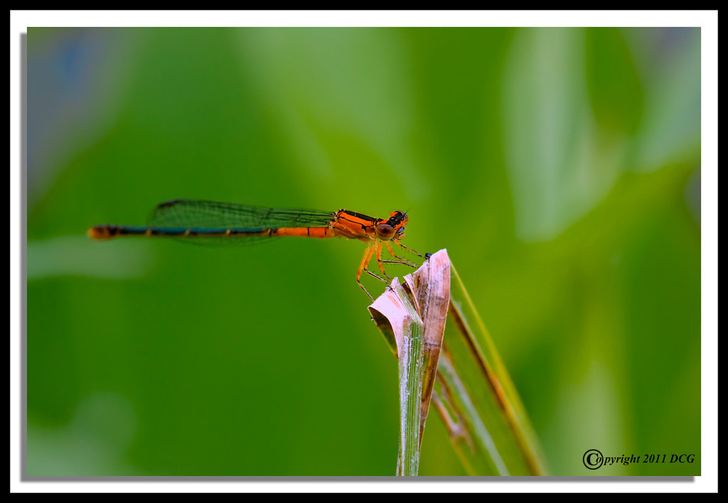 Orange-Damsel-08-06-03acr-XL.jpg