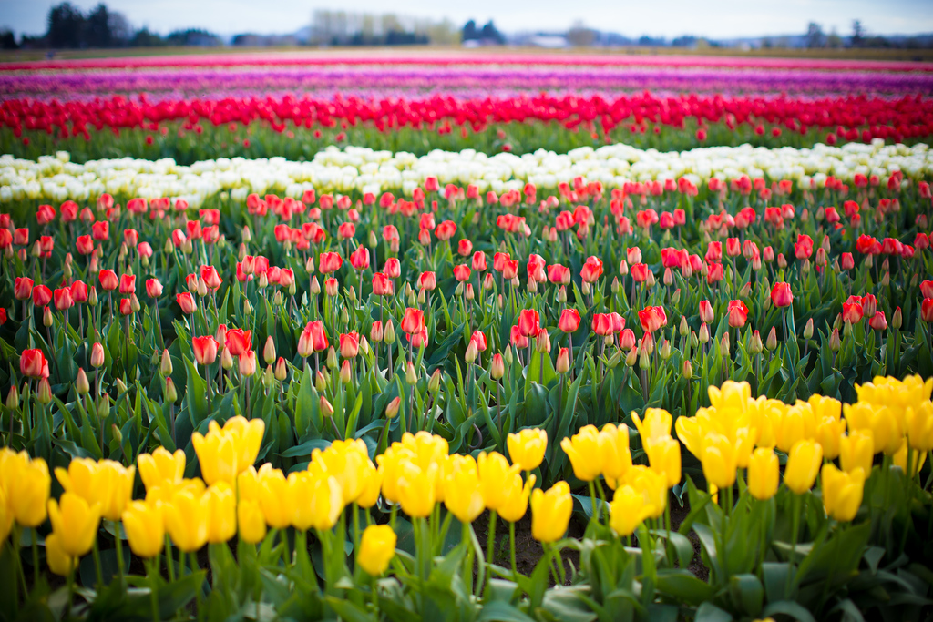 tulip-7-XL.jpg