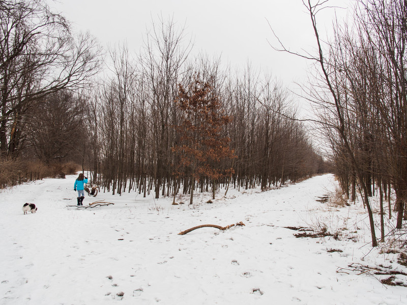 P2080610-L.jpg