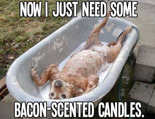 bacon-dog-candles.jpg