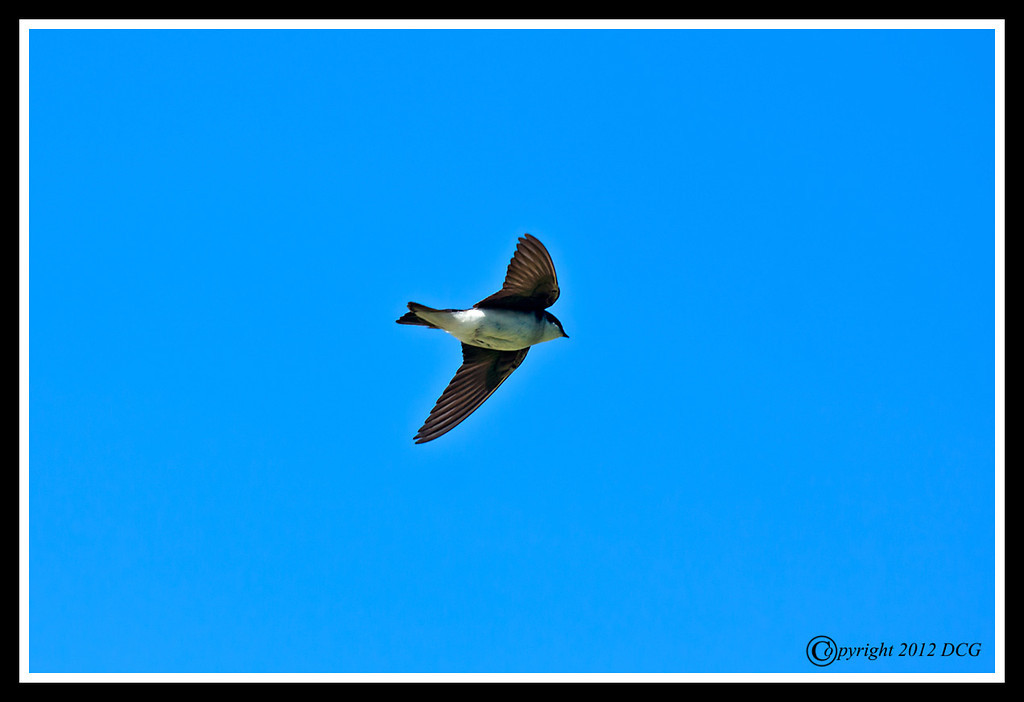 Tree-Swallow-06-09-01acr-XL.jpg