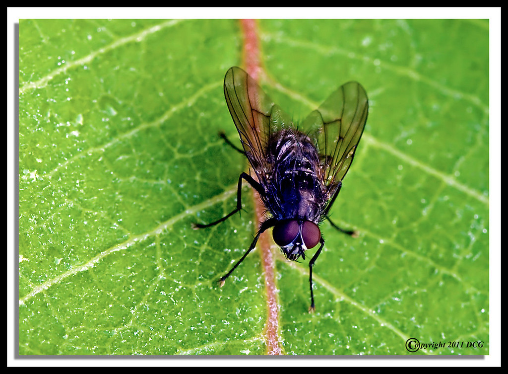 Fly-06-15-02acr-XL.jpg