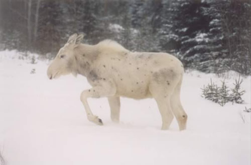 white_moose.jpg