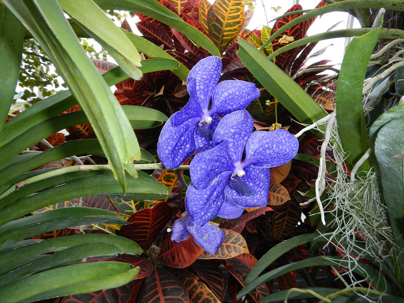 DSCN9544-L.jpg