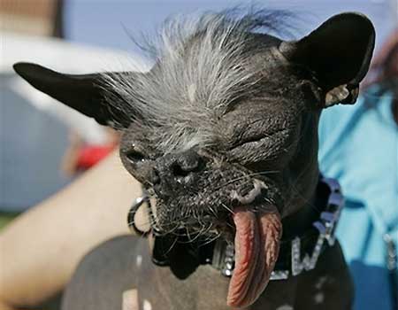 ugly-dog.jpg