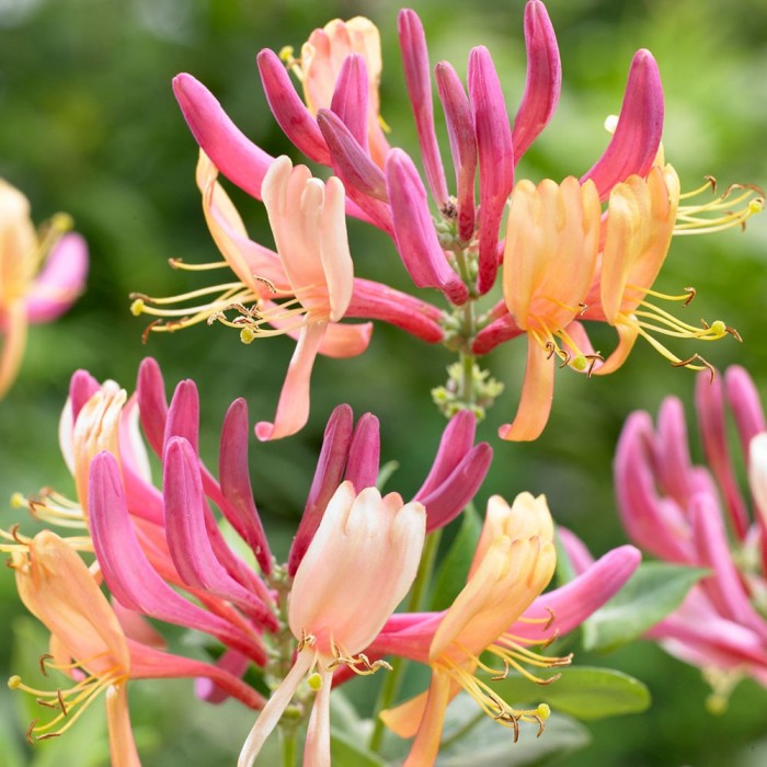 lonicera-x-heckrottii-american-beauty-060.jpg