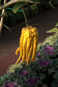 240px-Buddhahand.jpg