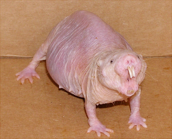 Naked-Mole-Rat.jpg