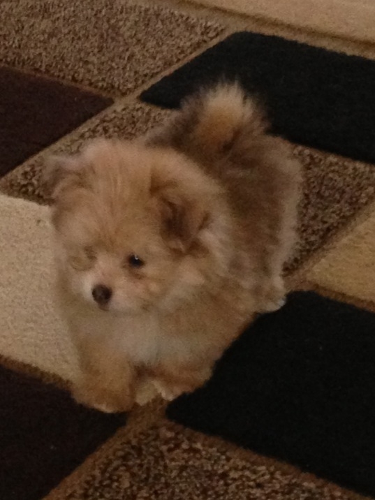 samson_on_rug.JPG