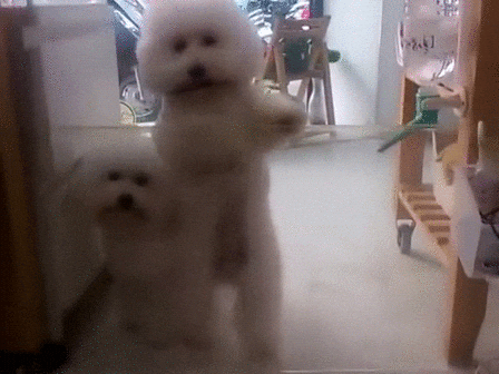 cIqvp15nwilyw.gif