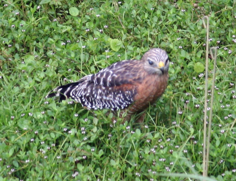 redshouldredhawkfl.jpg