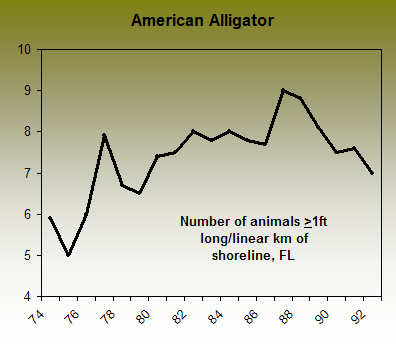 AmericanAlligator.png