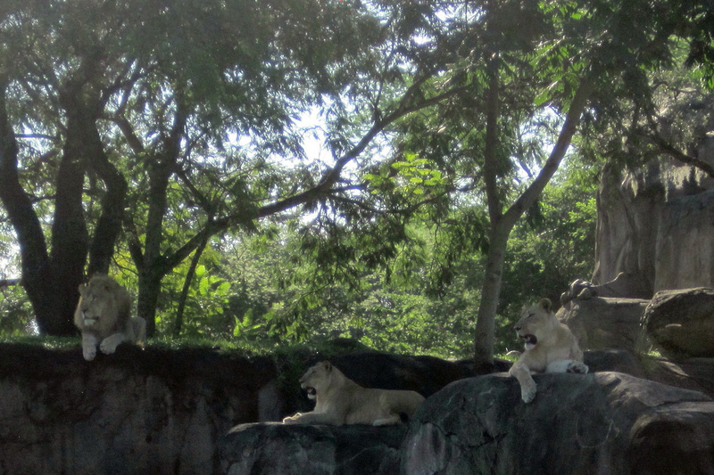 p1251761526-4.jpg