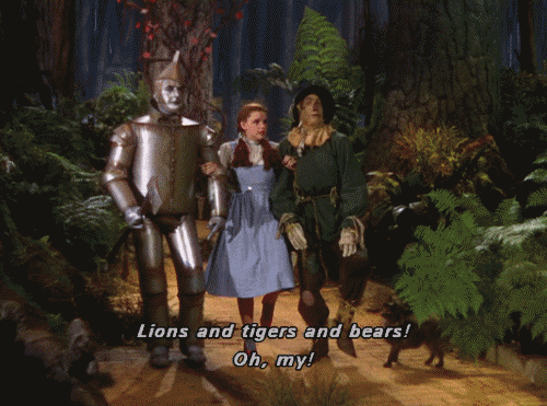 Image result for lions and tigers and bears oh my gif