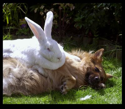 bn-bunny7.jpg