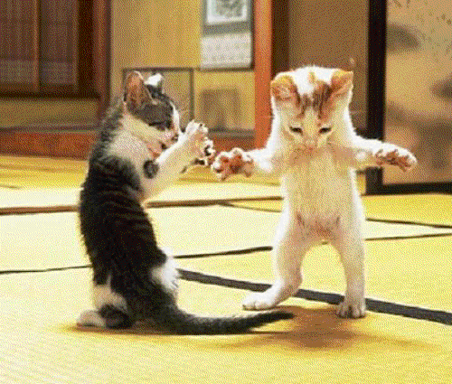 dancing-cats.gif