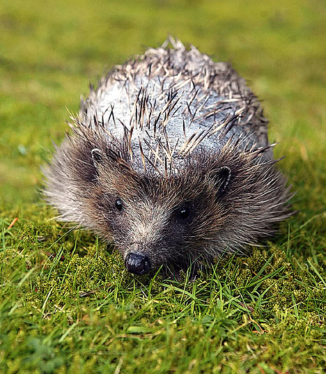 hedgehog310107DM_468x537.jpg