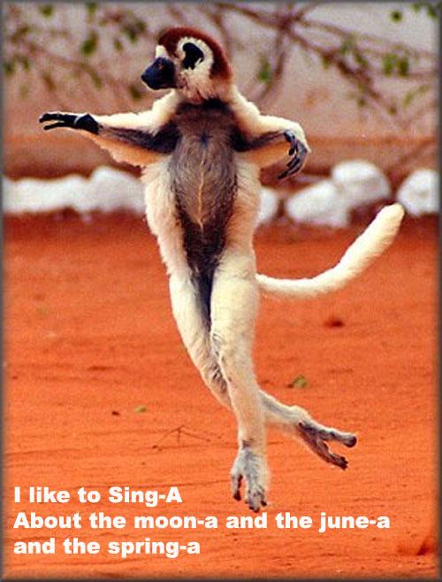 singa1.jpg