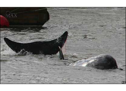 _41238716_whale_ap416.jpg