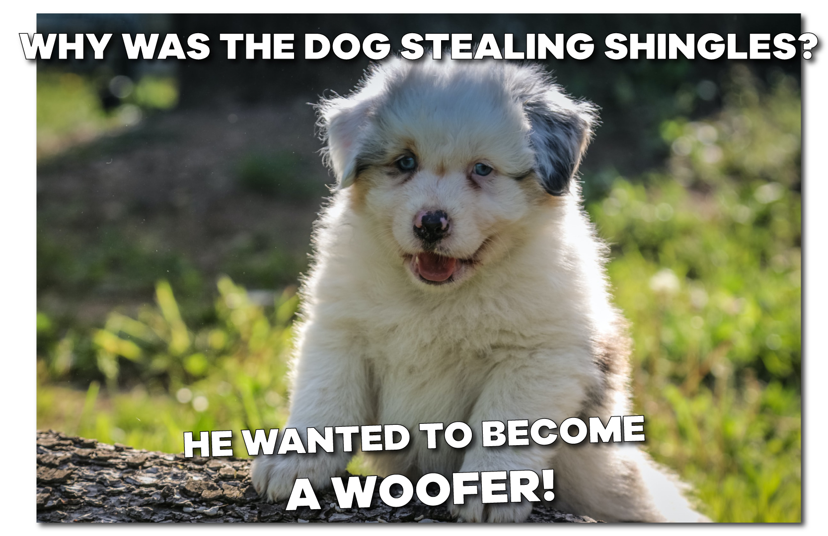 Dog-Meme-37.jpg