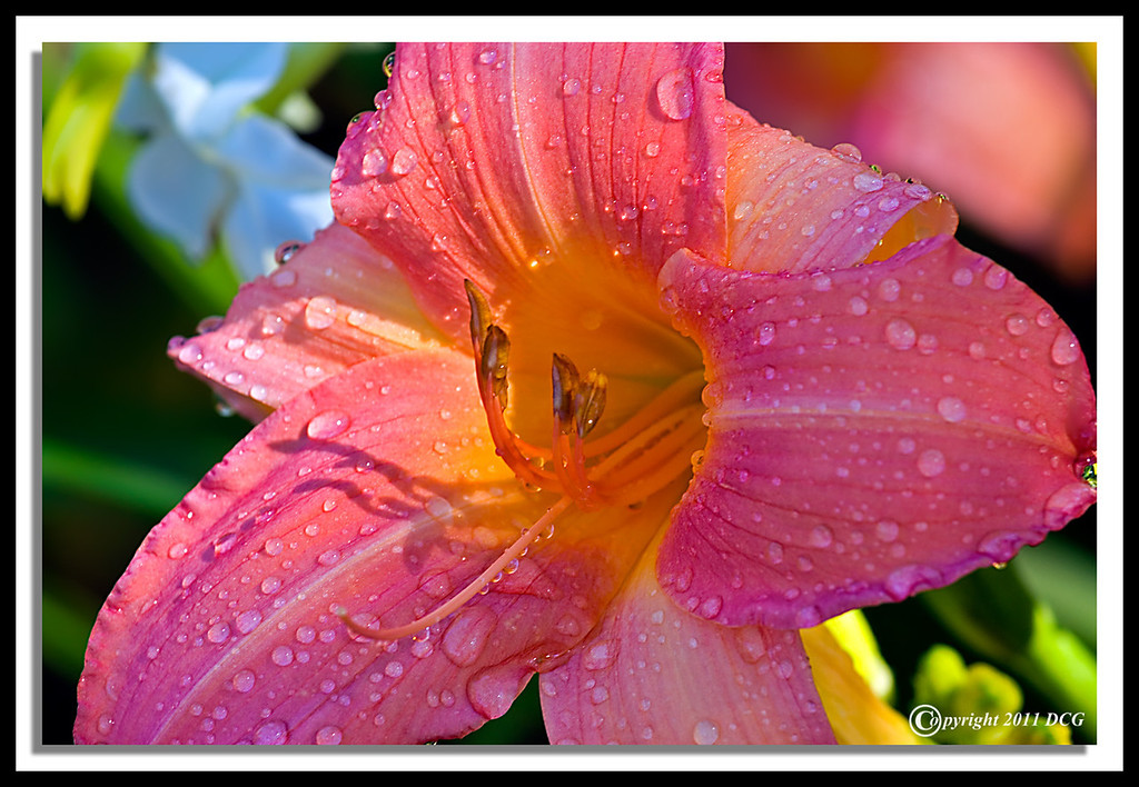 Flower-08-01-25cr-XL.jpg