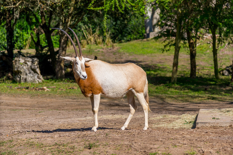DSC_7992-L.jpg