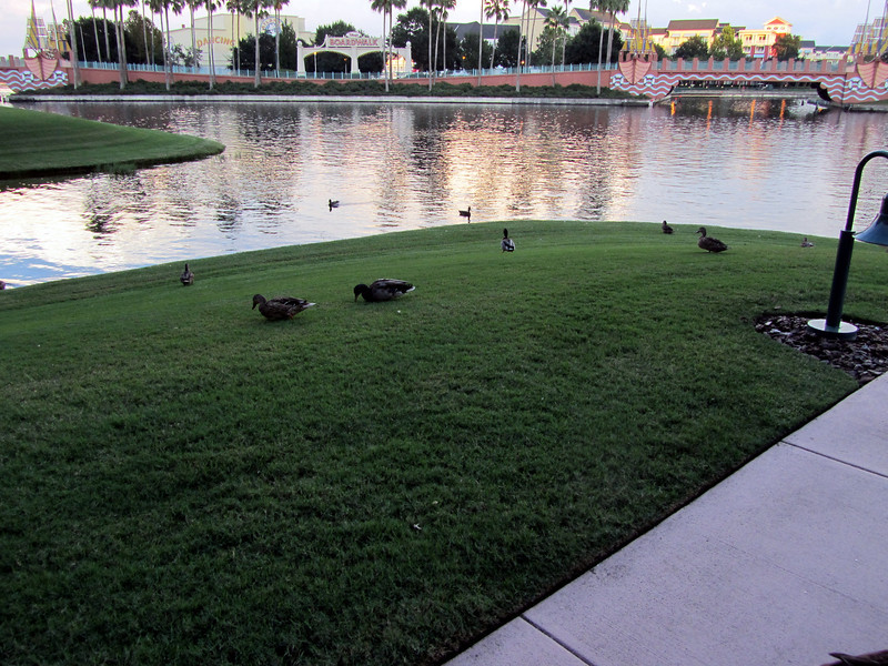 IMG_2808-L.jpg