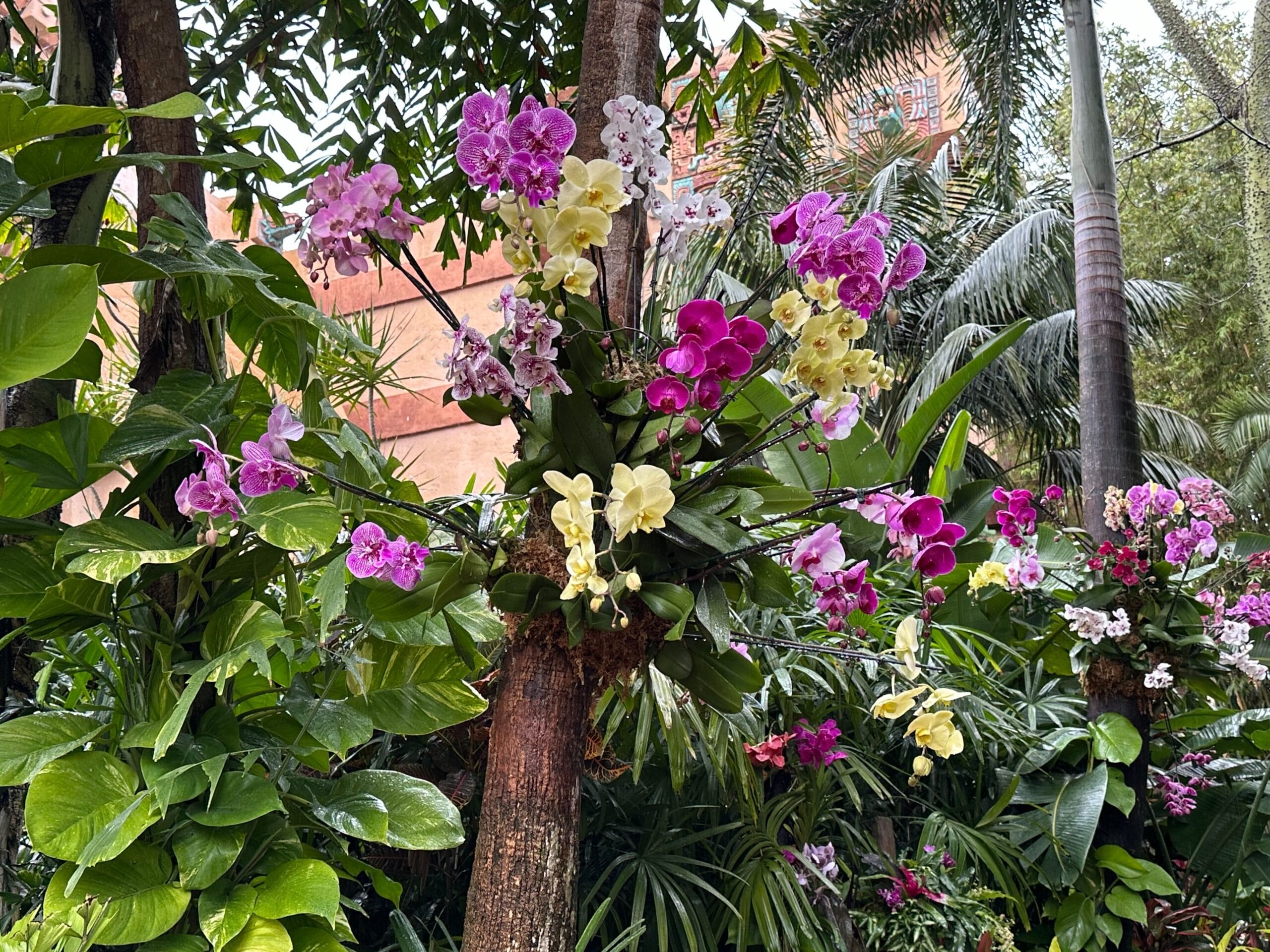 Orchids of various colors, including pink, purple, and yellow, are attached to a tree in a lush garden setting with palm trees in the background.