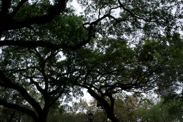 savannah-4.jpg