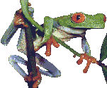 Frog_blinks.gif
